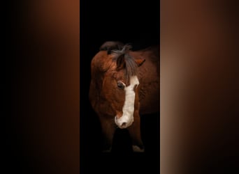 Altri pony/cavalli di piccola taglia Mix, Castrone, 7 Anni, 143 cm, Baio