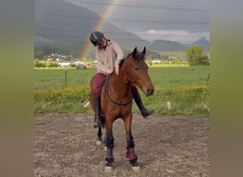 Altri pony/cavalli di piccola taglia, Castrone, 7 Anni, 145 cm, Baio