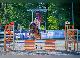 Altri pony/cavalli di piccola taglia, Castrone, 7 Anni, 145 cm, Baio
