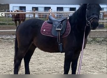 Altri pony/cavalli di piccola taglia, Castrone, 7 Anni, 145 cm, Baio nero