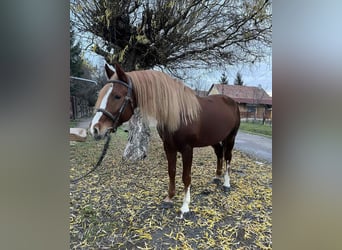 Altri pony/cavalli di piccola taglia, Castrone, 7 Anni, 145 cm