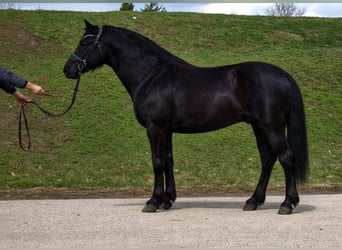 Altri pony/cavalli di piccola taglia, Castrone, 7 Anni, 145 cm, Morello