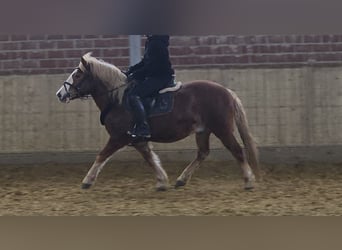 Altri pony/cavalli di piccola taglia, Castrone, 7 Anni, 145 cm, Sauro scuro