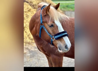 Altri pony/cavalli di piccola taglia, Castrone, 7 Anni, 145 cm, Sauro scuro