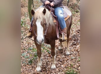 Altri pony/cavalli di piccola taglia, Castrone, 7 Anni, 145 cm, Sauro scuro