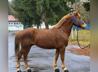 Altri pony/cavalli di piccola taglia, Castrone, 7 Anni, 147 cm, Sauro