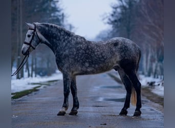 Altri pony/cavalli di piccola taglia, Castrone, 7 Anni, 148 cm, Grigio pezzato