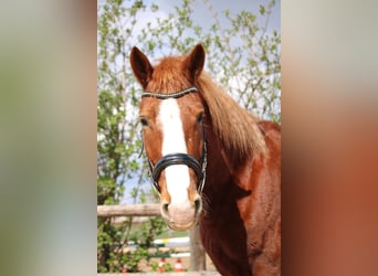 Altri pony/cavalli di piccola taglia Mix, Castrone, 7 Anni, 153 cm, Sauro