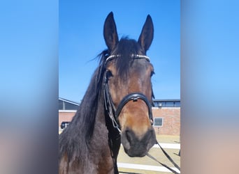 Altri pony/cavalli di piccola taglia, Castrone, 7 Anni, 159 cm, Baio scuro