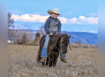 Altri pony/cavalli di piccola taglia, Castrone, 7 Anni, 86 cm, Baio