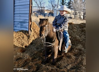 Altri pony/cavalli di piccola taglia, Castrone, 7 Anni, 86 cm, Baio