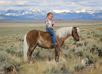 Altri pony/cavalli di piccola taglia, Castrone, 7 Anni, 94 cm, Baio ciliegia