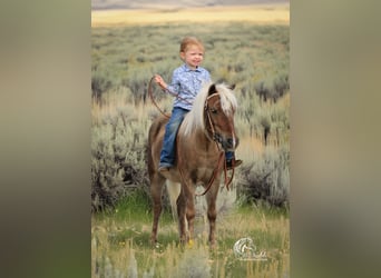 Altri pony/cavalli di piccola taglia, Castrone, 7 Anni, 94 cm, Baio ciliegia