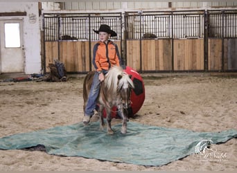 Altri pony/cavalli di piccola taglia, Castrone, 7 Anni, 94 cm, Baio ciliegia