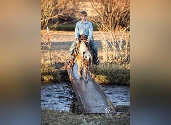 Altri pony/cavalli di piccola taglia, Castrone, 7 Anni, 94 cm, Baio ciliegia