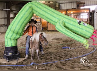 Altri pony/cavalli di piccola taglia, Castrone, 7 Anni, 94 cm, Baio ciliegia