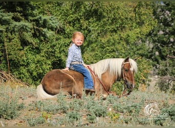 Altri pony/cavalli di piccola taglia, Castrone, 7 Anni, 94 cm, Baio ciliegia