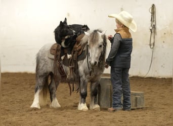 Altri pony/cavalli di piccola taglia, Castrone, 7 Anni, 97 cm, Grigio