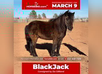 Altri pony/cavalli di piccola taglia, Castrone, 7 Anni, 97 cm, Morello