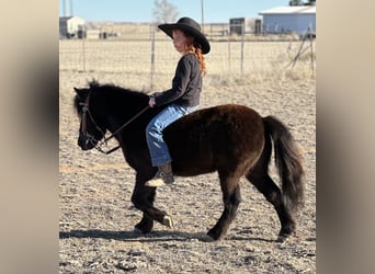 Altri pony/cavalli di piccola taglia, Castrone, 7 Anni, 97 cm, Morello