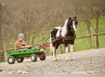 Altri pony/cavalli di piccola taglia, Castrone, 7 Anni, 99 cm