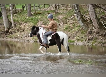 Altri pony/cavalli di piccola taglia, Castrone, 7 Anni, 99 cm