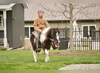 Altri pony/cavalli di piccola taglia, Castrone, 7 Anni, 99 cm
