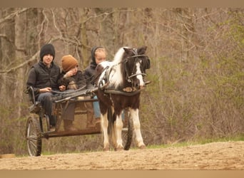 Altri pony/cavalli di piccola taglia, Castrone, 7 Anni, 99 cm