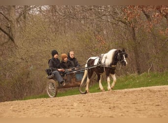 Altri pony/cavalli di piccola taglia, Castrone, 7 Anni, 99 cm