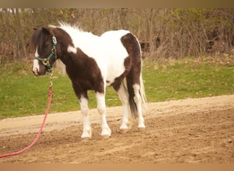 Altri pony/cavalli di piccola taglia, Castrone, 7 Anni, 99 cm