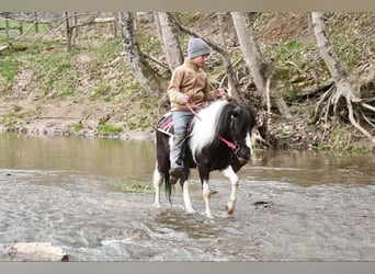 Altri pony/cavalli di piccola taglia, Castrone, 7 Anni, 99 cm