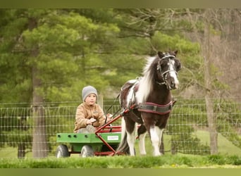 Altri pony/cavalli di piccola taglia, Castrone, 7 Anni, 99 cm