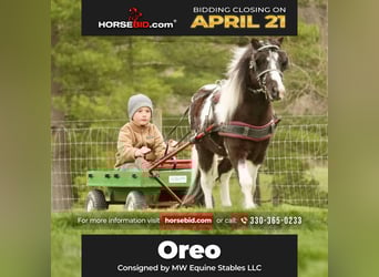 Altri pony/cavalli di piccola taglia, Castrone, 7 Anni, 99 cm