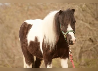 Altri pony/cavalli di piccola taglia, Castrone, 7 Anni, 99 cm