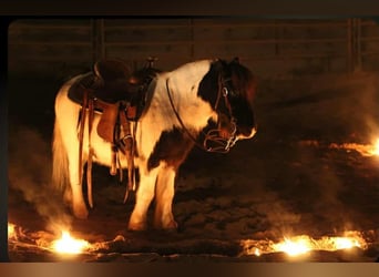Altri pony/cavalli di piccola taglia, Castrone, 7 Anni, 99 cm, Pezzato