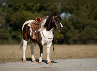 Altri pony/cavalli di piccola taglia, Castrone, 7 Anni, Pezzato
