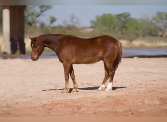 Altri pony/cavalli di piccola taglia, Castrone, 7 Anni, Sauro ciliegia