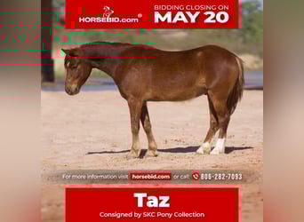 Altri pony/cavalli di piccola taglia, Castrone, 7 Anni, Sauro ciliegia