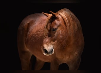 Altri pony/cavalli di piccola taglia, Castrone, 7 Anni, Sauro ciliegia