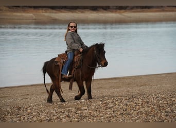 Altri pony/cavalli di piccola taglia, Castrone, 8 Anni, 102 cm, Baio