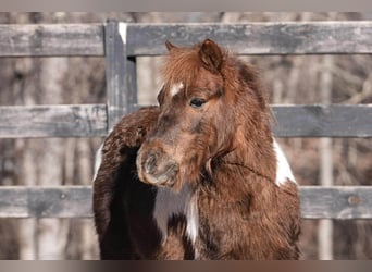 Altri pony/cavalli di piccola taglia, Castrone, 8 Anni, 102 cm, Pezzato