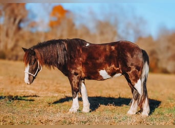 Altri pony/cavalli di piccola taglia, Castrone, 8 Anni, 107 cm, Pezzato