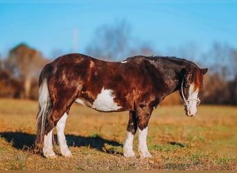 Altri pony/cavalli di piccola taglia, Castrone, 8 Anni, 107 cm, Pezzato