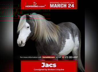 Altri pony/cavalli di piccola taglia, Castrone, 8 Anni, 109 cm