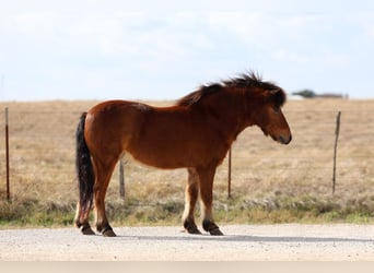 Altri pony/cavalli di piccola taglia, Castrone, 8 Anni, 112 cm, Baio ciliegia