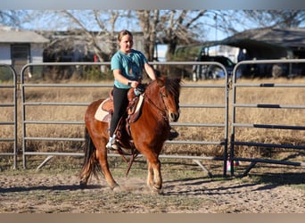 Altri pony/cavalli di piccola taglia, Castrone, 8 Anni, 112 cm, Baio ciliegia