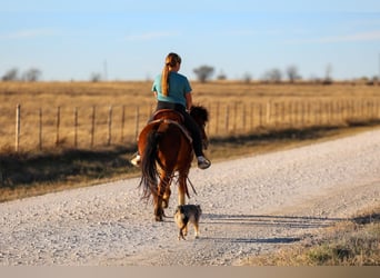 Altri pony/cavalli di piccola taglia, Castrone, 8 Anni, 112 cm, Baio ciliegia