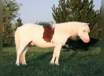 Altri pony/cavalli di piccola taglia, Castrone, 8 Anni, 112 cm, Pezzato