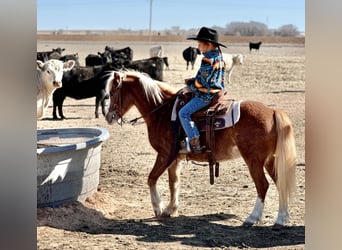 Altri pony/cavalli di piccola taglia, Castrone, 8 Anni, 114 cm, Roano rosso