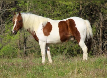 Altri pony/cavalli di piccola taglia, Castrone, 8 Anni, 122 cm, Pezzato